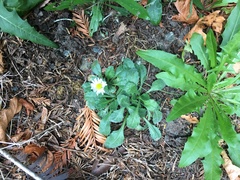 Bellium bellidioides