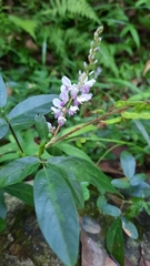 Grona heterocarpos angustifolia
