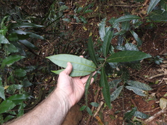 Cryptocarya obovata