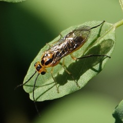 Euura tibialis