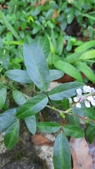 Grona heterocarpos angustifolia