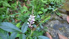 Grona heterocarpos angustifolia