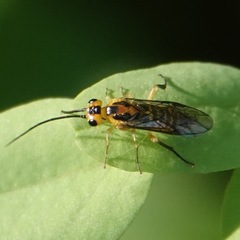 Euura tibialis