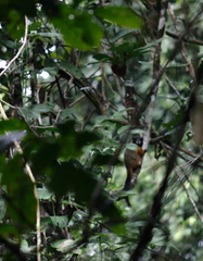 Saguinus tripartitus