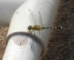 Diplacodes trivialis