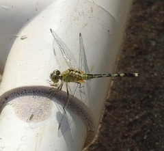 Diplacodes trivialis