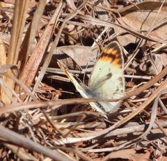 Colotis antevippe gavisa
