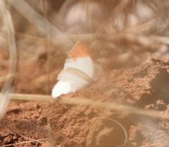 Colotis antevippe gavisa