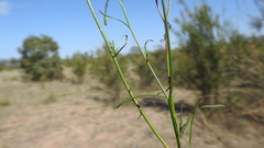 Wahlenbergia capillaris