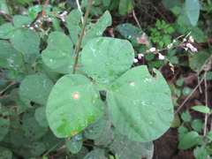 Hylodesmum podocarpum