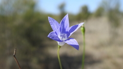 Wahlenbergia capillaris