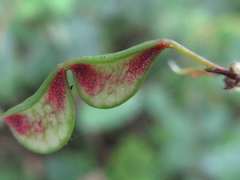 Hylodesmum podocarpum