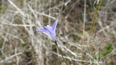 Wahlenbergia capillaris