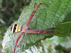 Argiope minuta