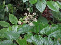 Aralia continentalis