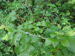 Rubus coreanus