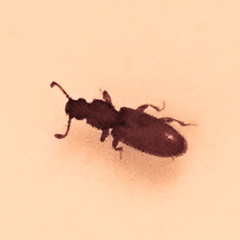 Silvaninae