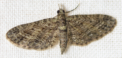 Eupithecia subvirens
