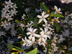 Philotheca myoporoides
