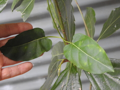 Leichhardtia rostrata