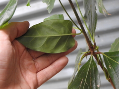 Leichhardtia rostrata