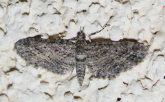 Eupithecia subvirens