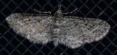 Eupithecia subvirens