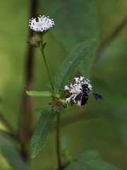 Coelioxys dolichos