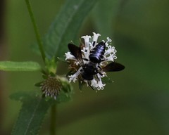 Coelioxys dolichos