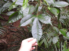 Melicope elleryana