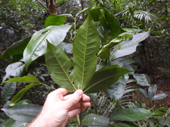 Melicope elleryana