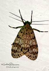 Eucereon myrina