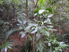 Melicope elleryana