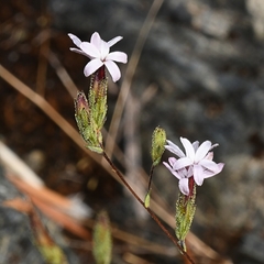 Lessingia micradenia micradenia