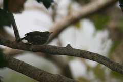 Nesoctites micromegas