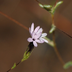 Lessingia micradenia micradenia
