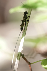 Schlettererius cinctipes