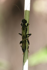 Schlettererius cinctipes