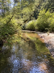 Schlettererius cinctipes