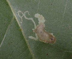 Calycomyza platyptera