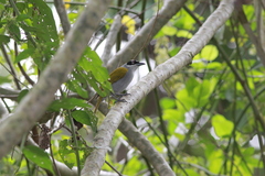 Phaenicophilus palmarum