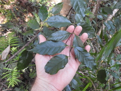 Gynochthodes umbellata