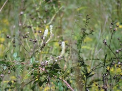 Sanguisorba canadensis