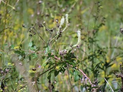 Sanguisorba canadensis