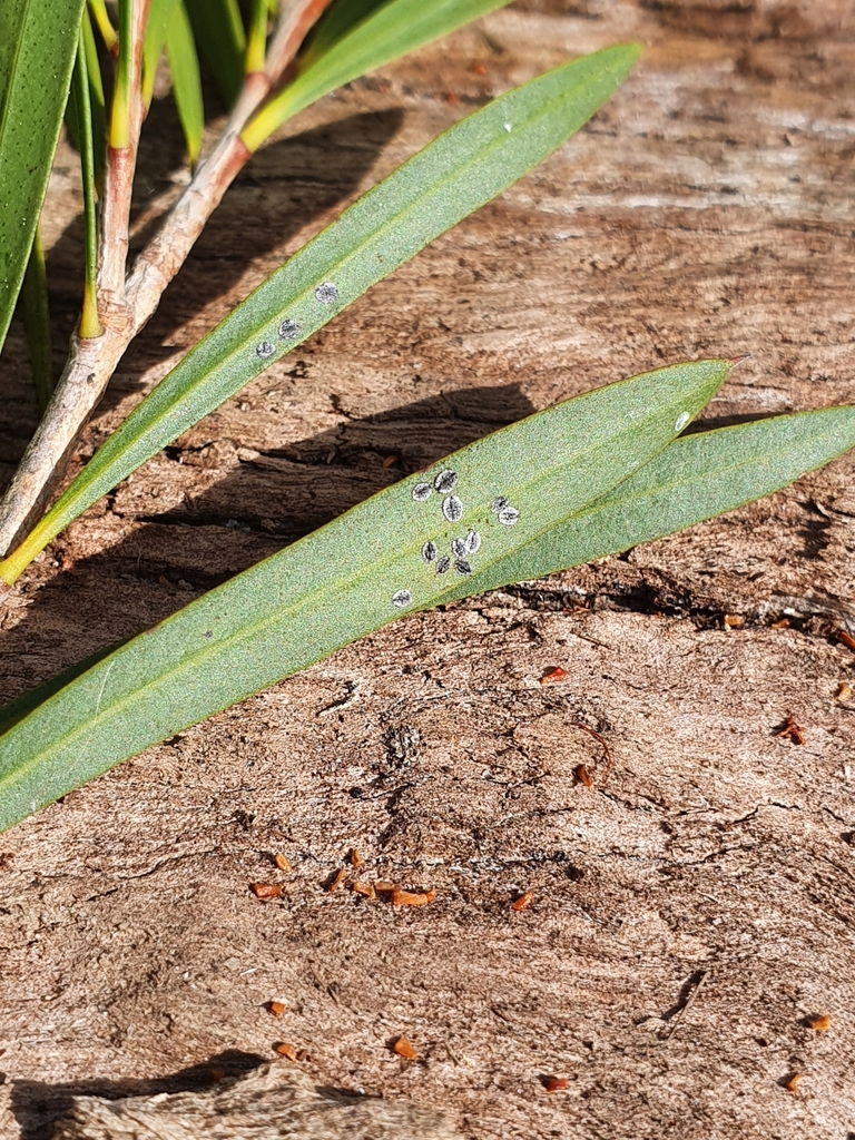 Aleurocanthus callistemonus