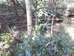 Gynochthodes umbellata