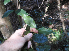 Gynochthodes umbellata