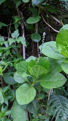 Gynura elliptica