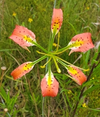 Lilium catesbaei image