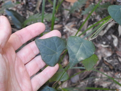 Echinostephia aculeata